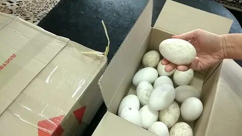 Видео отправления