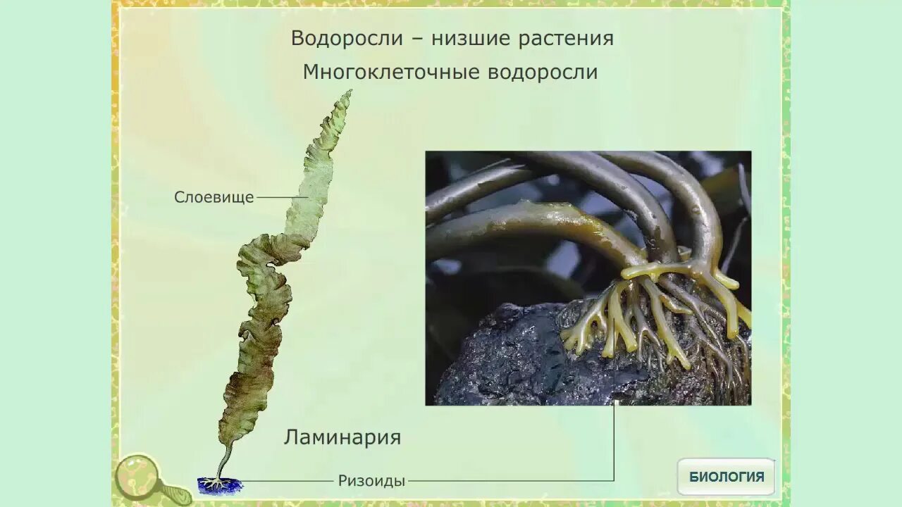 Учебник водоросли. Многоклеточные водоросли ламинария. Строение водоросли ламинарии. Ризоиды бурых водорослей. Строение слоевища водорослей.