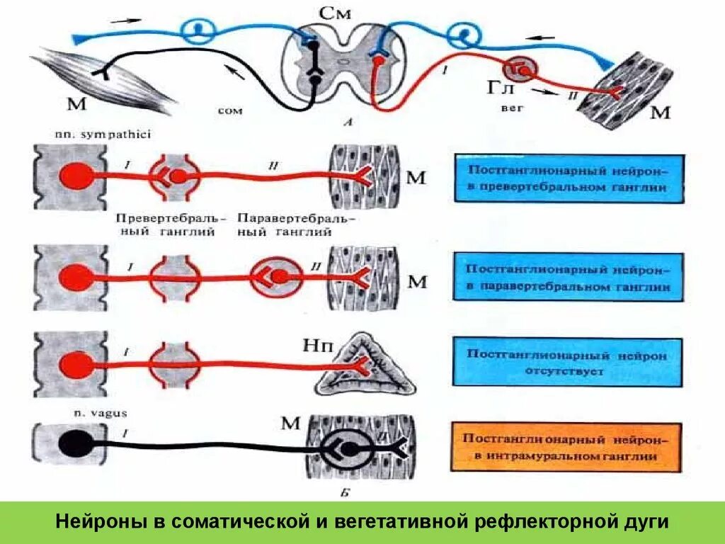 Двигательный вегетативный нейрон. Рефлекторная дуга симпатического отдела ЦНС. Схема рефлекторной дуги симпатической нервной системы. Строение соматической и вегетативной рефлекторной дуги. Схема рефлекторной дуги соматической нервной системы.