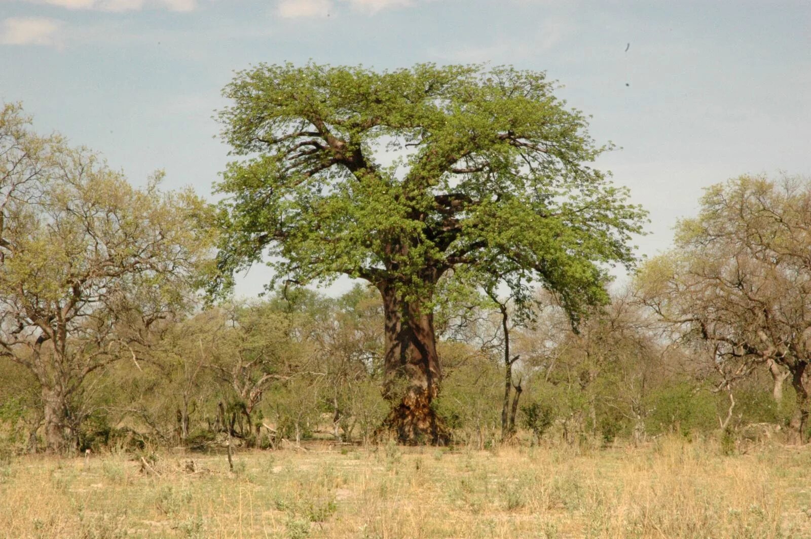 Растения восточной африки. Акация и баобаб. Дерево Буш в Африке. Саванна тиковое дерево. Буш кустарник в Африке.