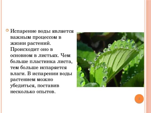 Испарение 6 класс биология кратко. Испарение воды листьями 6 класс биология. Испарение влаги листьями растений. Испарение воды в жизни растений. Испарение влаги с листьев растений.