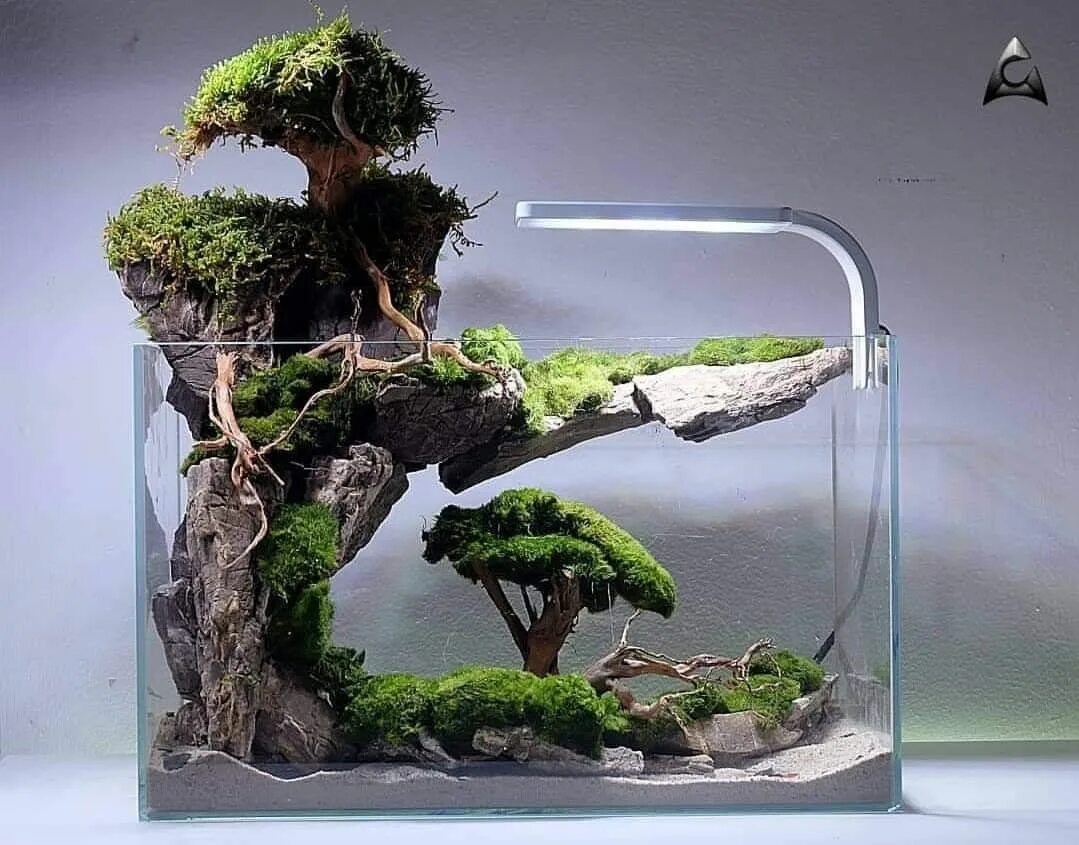 Палюдариум акваскейп. Флорариум мох бонсай. Роголистник акваскейп. Бонсай в аквариуме. Акваскейп бонсай.