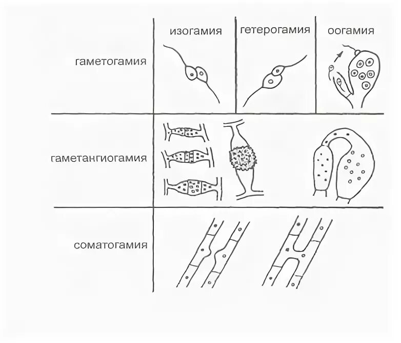 Соматогамия. Соматогамия. Соматогамия. Соматогамия примеры. Соматогамия.