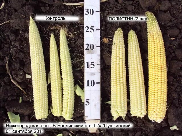 стебель кукурузы. ствол кукурузы. пасынки у кукурузы. сколько початков. размеры початка кукурузы.