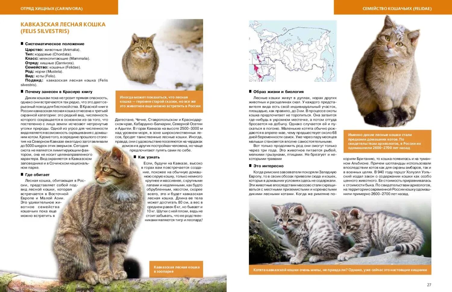 Кот занесенный в красную книгу. Популяция манулов. Кошки в красной книге. Кавказский лесной кот красная книга россии. Красная книга манул сообщение.