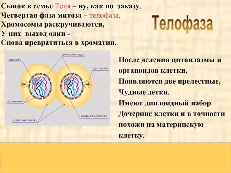 Митоз. Фазы митоза. Фазы деления клетки митоз. Четвертая фаза митоза.