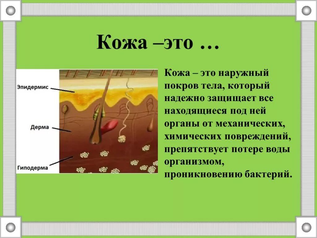 Строение покровы тела строение и функции кожи. Строение и функции кожного Покрова. Конспект по биологии 8 класс кожа функции. Что такое кожа человека определение. Биология покровы тела строение и функции кожи