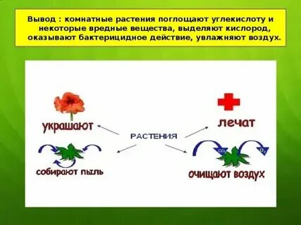 Какие растения выделяют сок