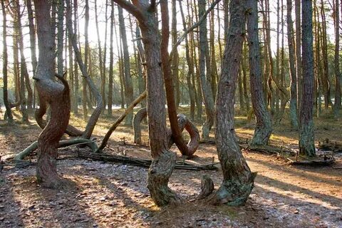 Танцующий лес коса