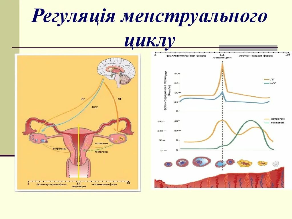 Регуляция менструационного цикла. Фазы менструационного цикла физиология. Регуляция нормального менструационного цикла. Схема регуляции менструационного цикла. Как вызвать цикл месячных