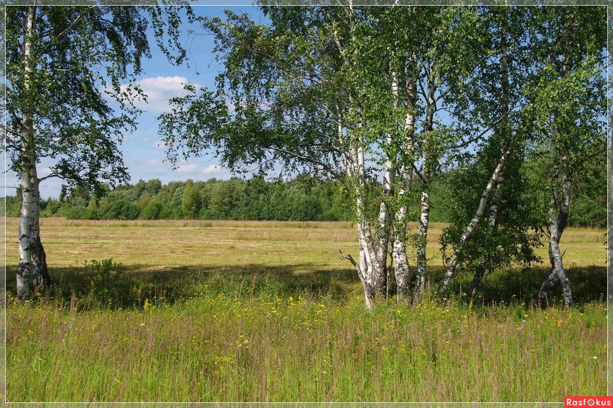 Ярославская береза. Ярославская обл берёзка. Береза Ярославль. Ярославская обл берёзка-2. Земельный участок березки