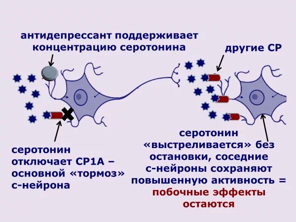 Как слезть с антидепрессантов. Как действуют антидепрессанты. Схема действия антидепрессантов. Механизм действия транквилизаторов. Механизм действия антидепрессантов схема.