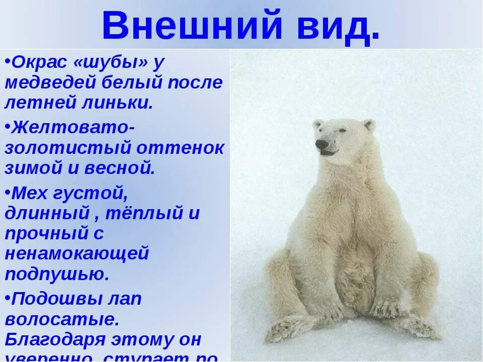 Сочинение белый медведь. Внешний вид белого медведя. каков внешний вид белого медведя. белый медведь внешность. белый медведь описание.