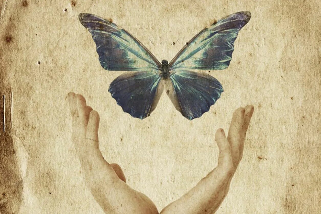 Несвобода человека. Отпустить бабочку. На руку бабочка. Человек бабочка. Бабочка душа.