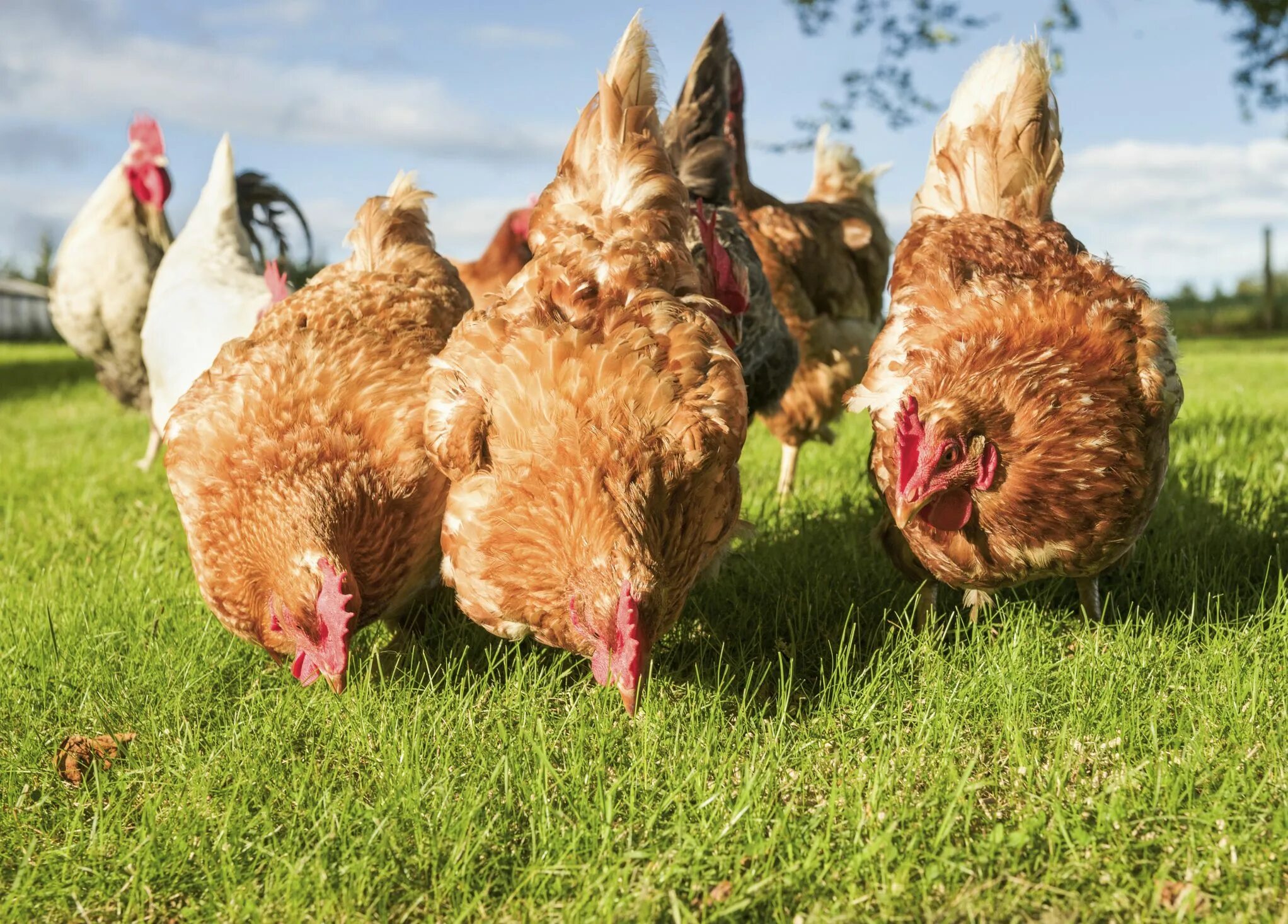 5 chickens. 5 chickens