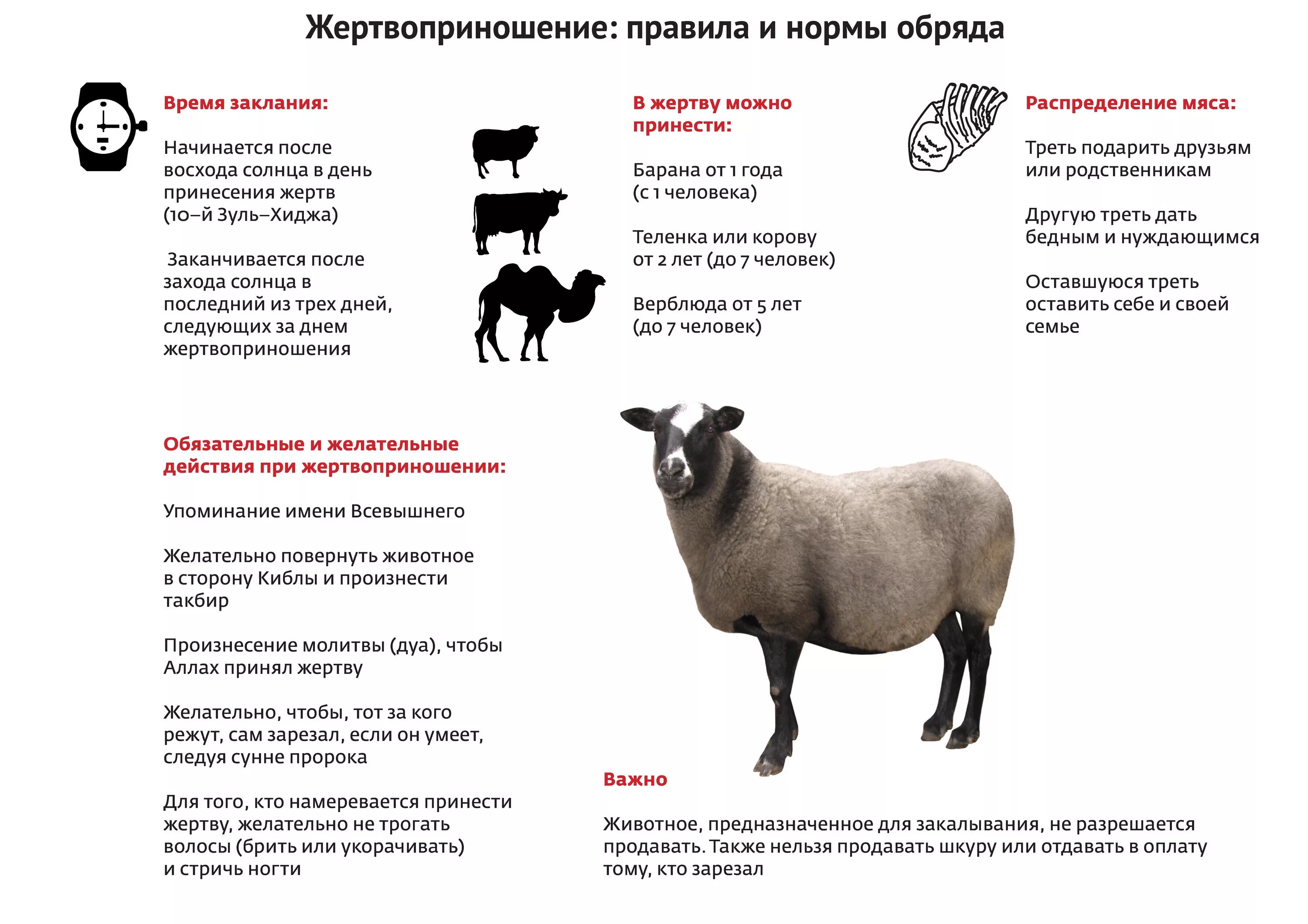 Такбир на Курбан-байрам жертвоприношение. Молитва на Курбан байрам при жертвоприношении. Жертвоприношение барана на Курбан. Курбан байрам жертвоприношение.