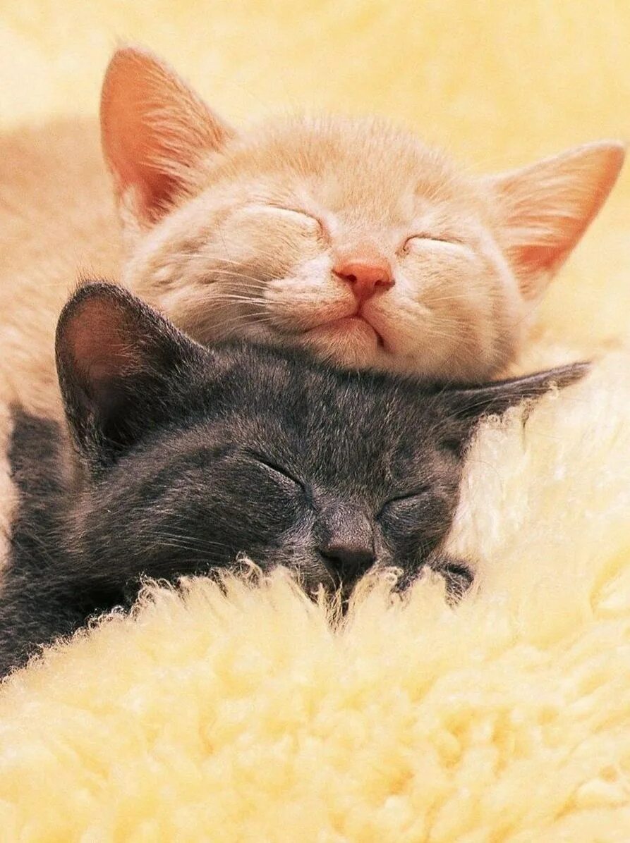 Обнимаю крепко крепко любимый. Котики обнимашки. Коты любовь. Нежные котята. Спящие котята.