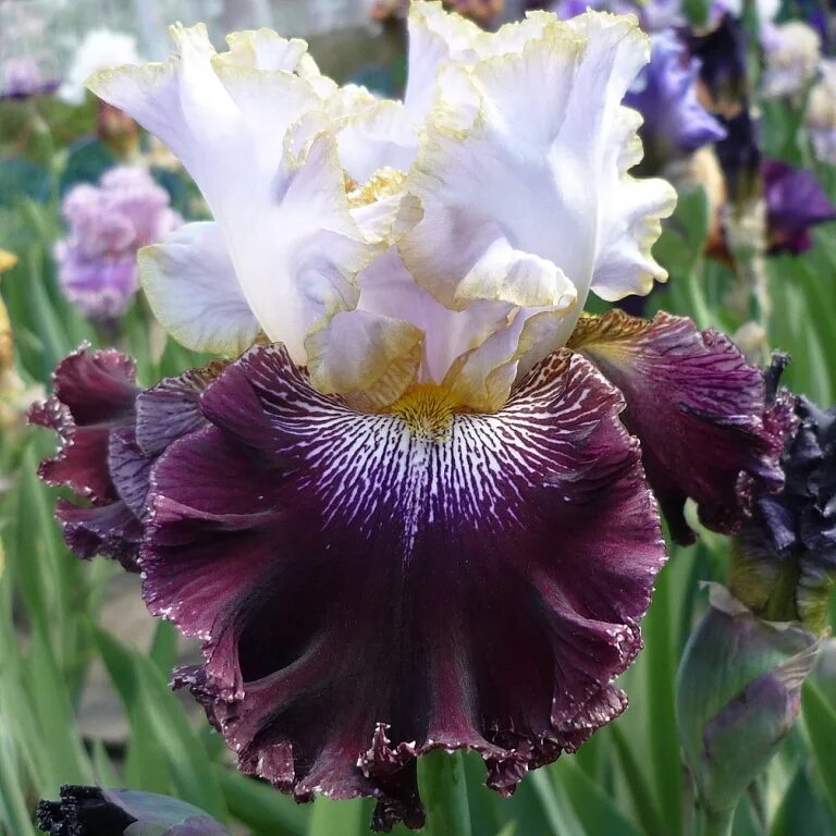 Ирис мэджик. Ирис magic. Ирис puff the magic. Ирис мэджик маскарад. Ирисы бородатые magic mirror.