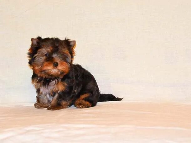 Щенки маленьких пород в добрые. Коричневый йоркширский терьер. Авито санкт петербург и лен собаки. Щенки метисы маленьких пород. Маленькую собачку в хорошие руки.