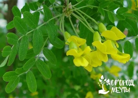 Акация кустарник
