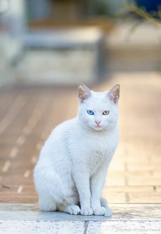 #animals #catlovers #photooftheday #adoptdontshop #dogs #catlife #instagood #pet