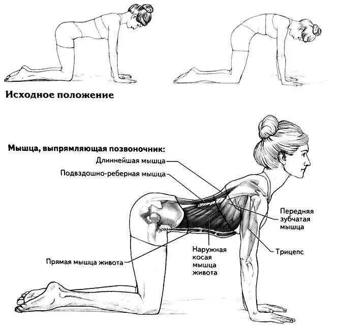 Упражнение кошечка для позвоночника техника выполнения. Кошечка упражнение для спины. Упражнения для спины на четвереньках. Упражнения для мышц поясницы.