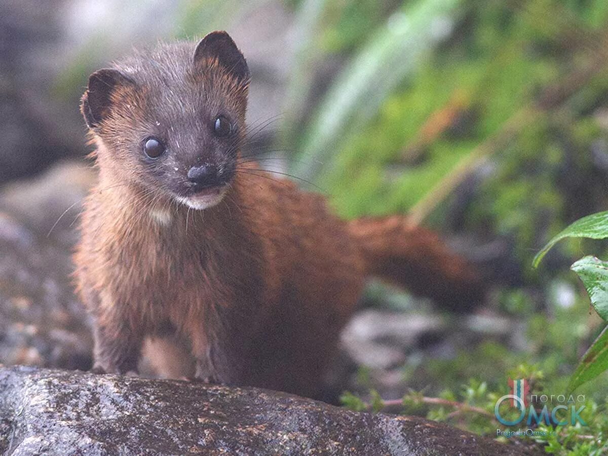 Сибирский колонок Mustela sibirica. Итатси японский колонок. Сибирский Соболь семейства Куньи. Норка Лесная куница.