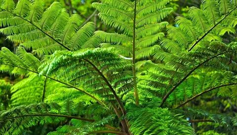 Special plant