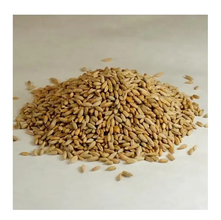 Рожь семена. Семена тритикале озимой. Ржа зерно. Зерно ржи. Семена тритикале озимой.