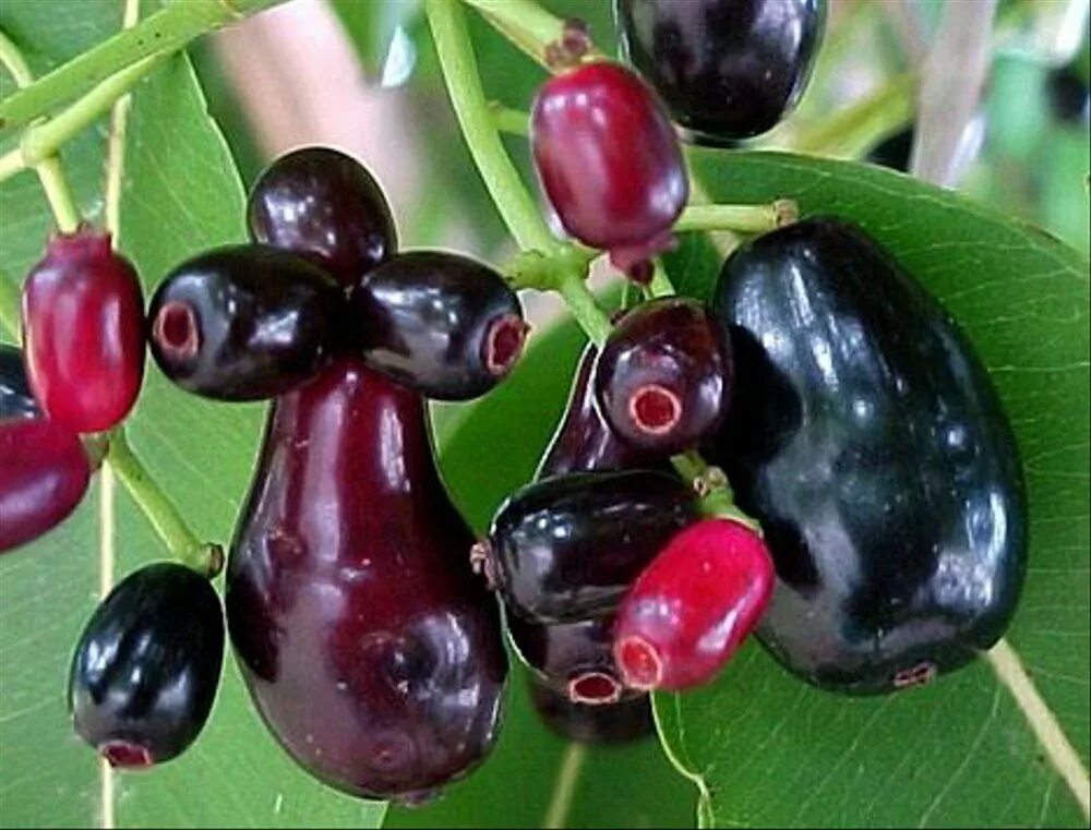 Фрукт черного цвета. Джамболан фрукт. Черный фрукт. Чёрный фрукт название. Джамболан дерево.