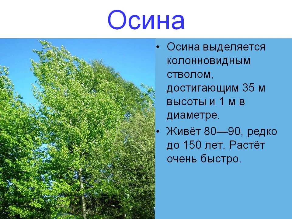 Осина. Осина дерево описание. Осина описание. Деревья осина и Тополь. Осина тип дерева