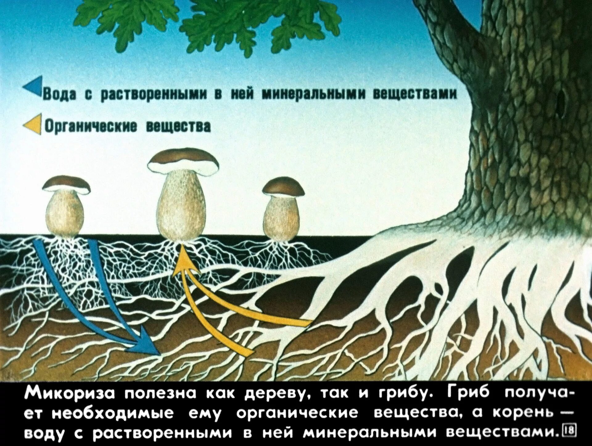 Корневой гриб. Схема симбиоза гриба и дерева. Микориза с грибами-симбионтами. Взаимосвязь грибов и деревьев. Симбиоз гриба и растения.