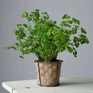 La plants