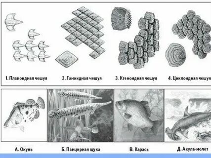 Особенности строения чешуи рыбы
