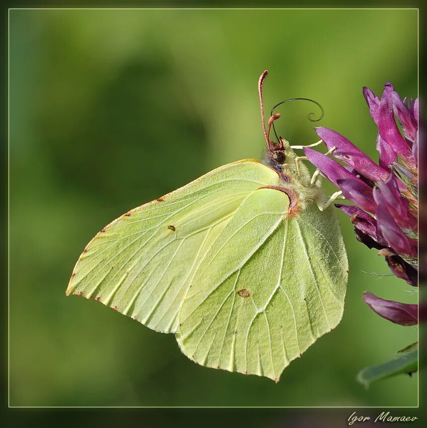 Gonepteryx rhamni лимонница. Лимонница махагуру. Лимонница джипег. Бабочка лимонница.