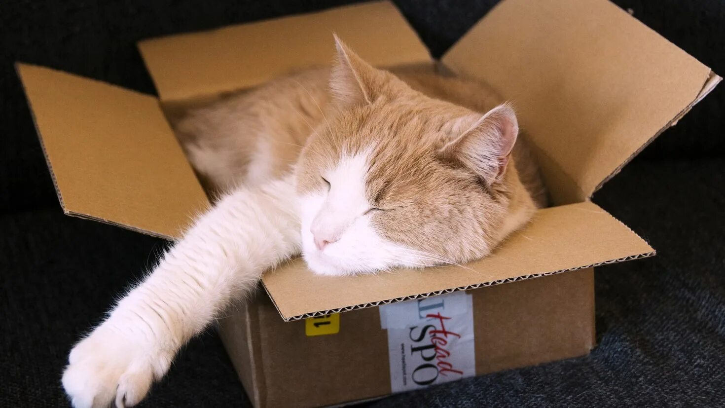 Переезд животных. Кошечка в коробке. Котята в коробке. Кот в коробке. Переезд животных.