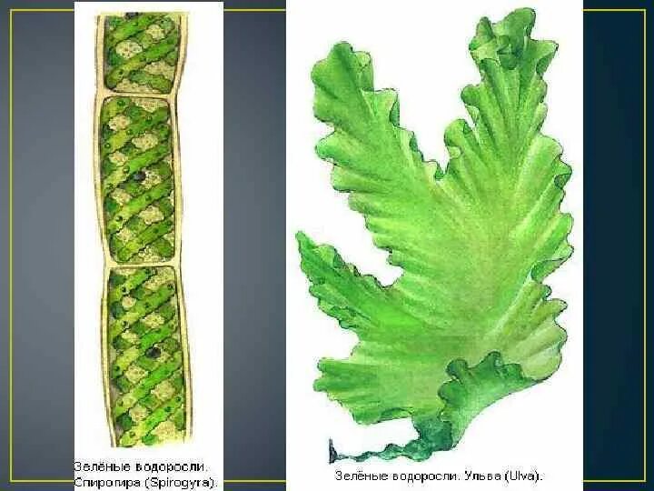 Многоклеточные водоросли состоят из большого. Ульва латук. Многоклеточные водоросли Ульва. Ульва клетка. Многоклеточные водоросли Ульва строение.