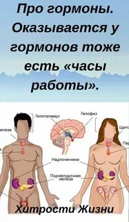 Гормоны утром
