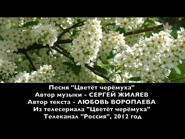 Песня ветви черемухи белые. Цвет черемухи. белая черемуха. черемуха цветет.