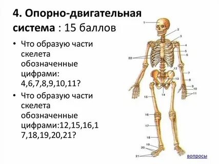 Тест 8 опорно двигательная система