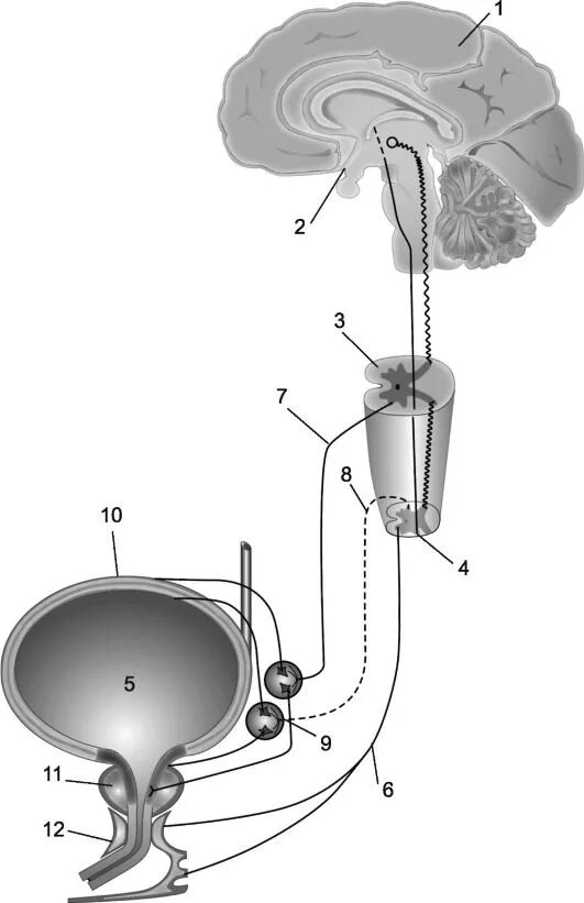 Центр рефлекса мочеиспускания. Рефлекс дефекации дуга. Рефлекторная дуга мочевого пузыря. Вегетативная иннервация мочевого пузыря. Схема вегетативной иннервации мочевого пузыря.