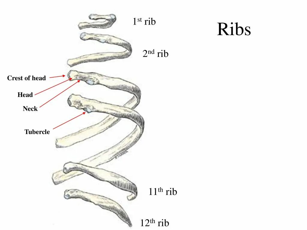 Ребро th12. 11 И 12 ребра человека. Двенадцатое ребро человека.