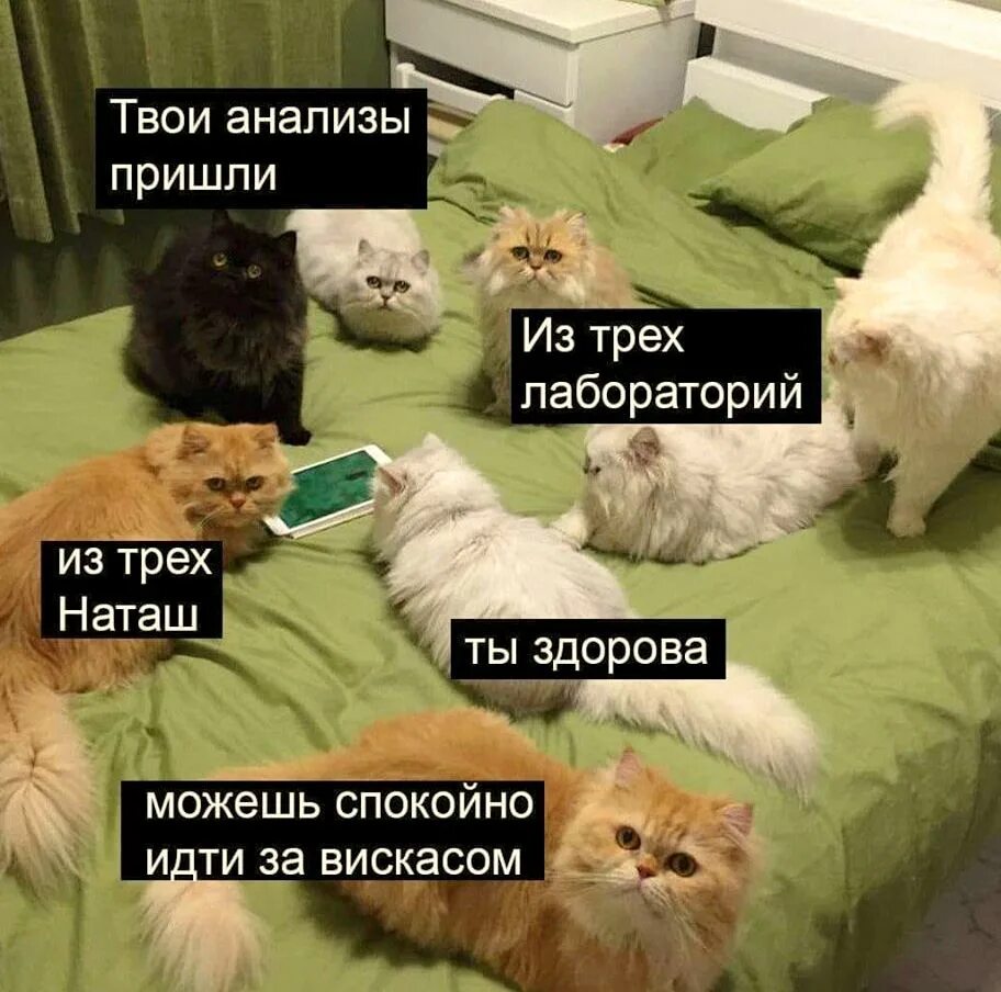 Мемы с котиками. Наташа и коты. Наташа и коты приколы. Мем Наташа и коты. Кошки пришла через