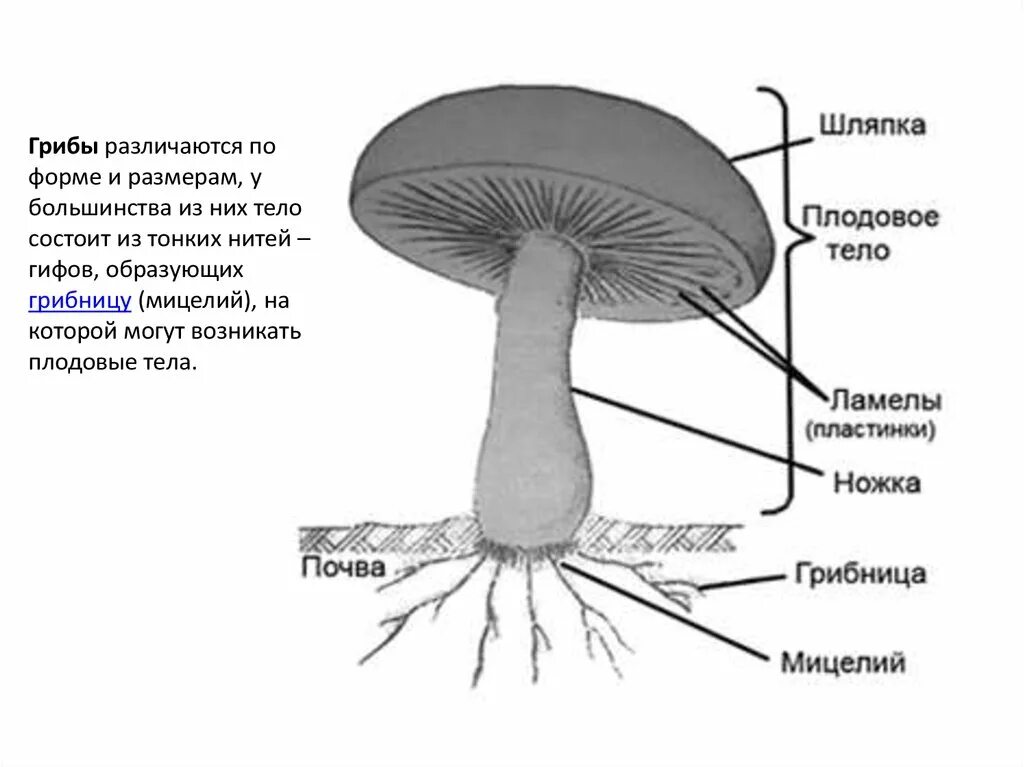 Строение шляпочного гриба 7 класс биология. Грибы строение шляпочных грибов. Строение шляпочных грибов рисунок. Строение шляпочного гриба. Строение шляпочного гриба строение.
