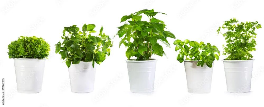 To be a potted plant. Декоративные комнатные растения. Замиокулькас в кашпо. Кирпичная стена с растениями. Необычные горшки для цветов.