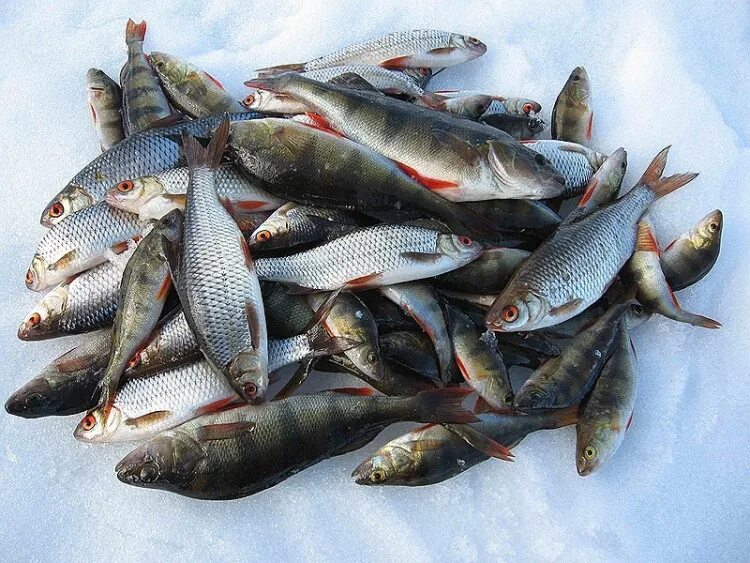 интернет магазин улов. фляжка большая. интернет магазин улов. садок для рыбы. улов рыбаков астрахань.