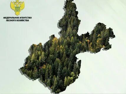 Агентство лесной