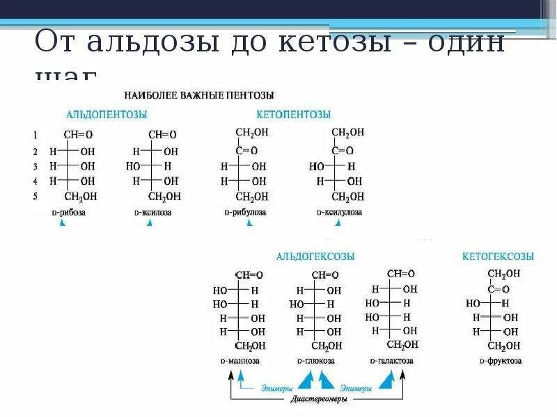 4 кетозы. Моносахариды кетозы. классификация углеводов кетозы альдозы. моносахариды альдозы и кетозы. моносахариды альдозы примеры.