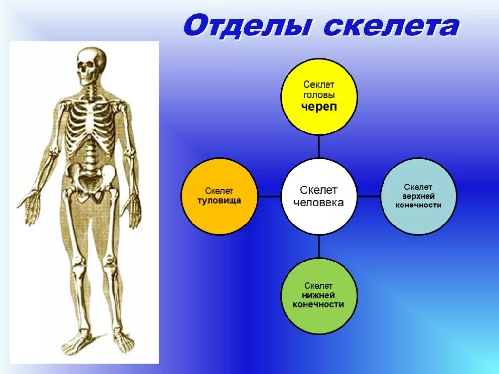 Скелет человека. Отделы скелета. Скелет состоит из отделов. Основные отделы скелета человека.