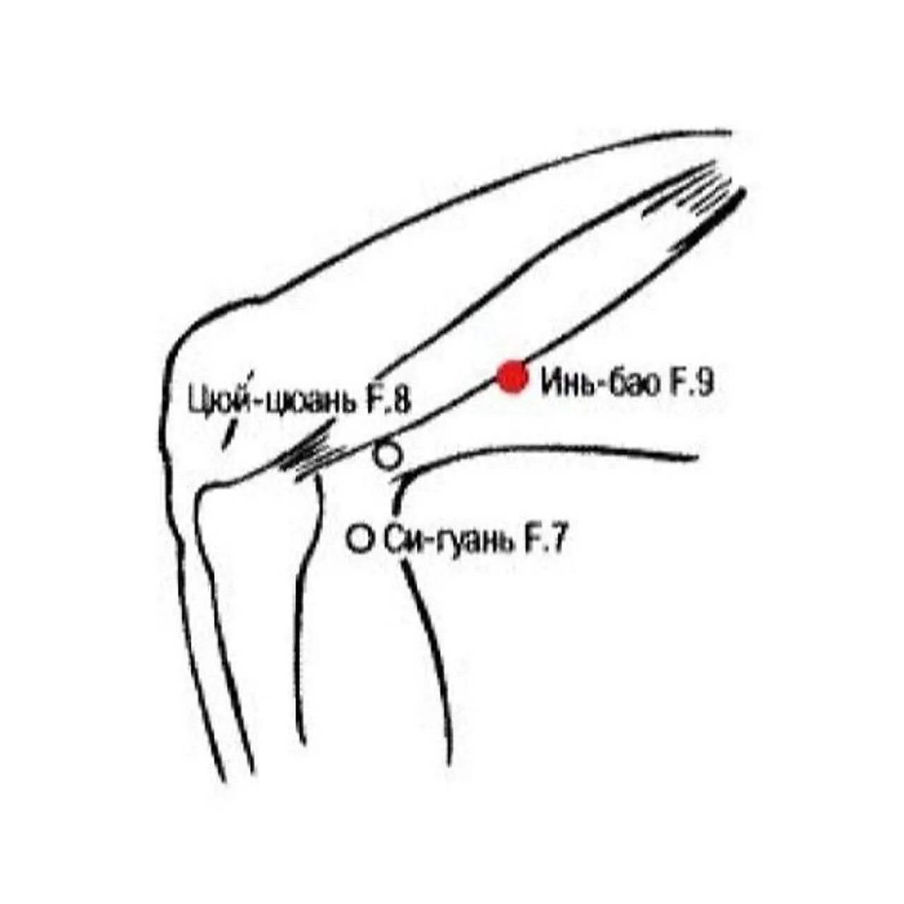 Точки устья. Цюй цюань точка акупунктуры. Цюй цюань точка Liv-8. Точка f8 Меридиан печени. Lr8 точка акупунктуры.